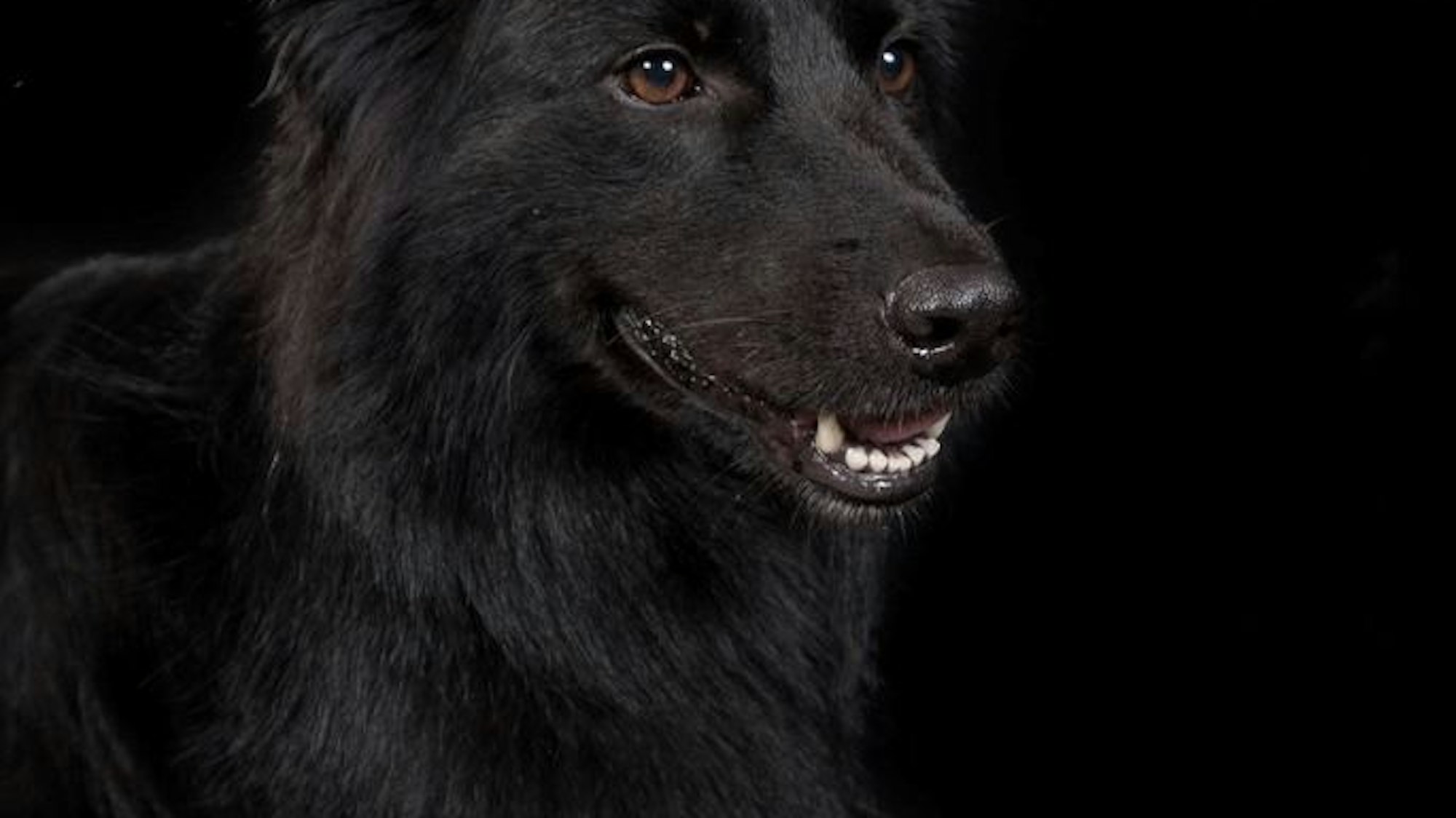 Zollhündin Vroni erschnüffelt Drogen in Auspuffanlagen.