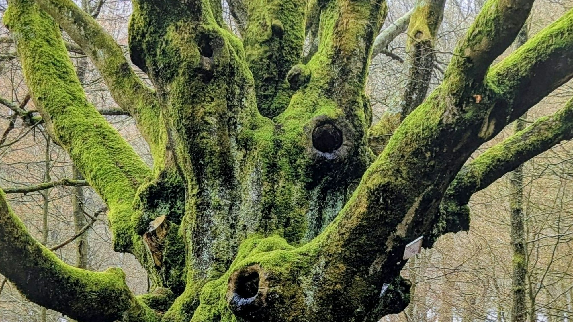 Der Stamm eines alten Baumes ist mit Moos bewachsen.