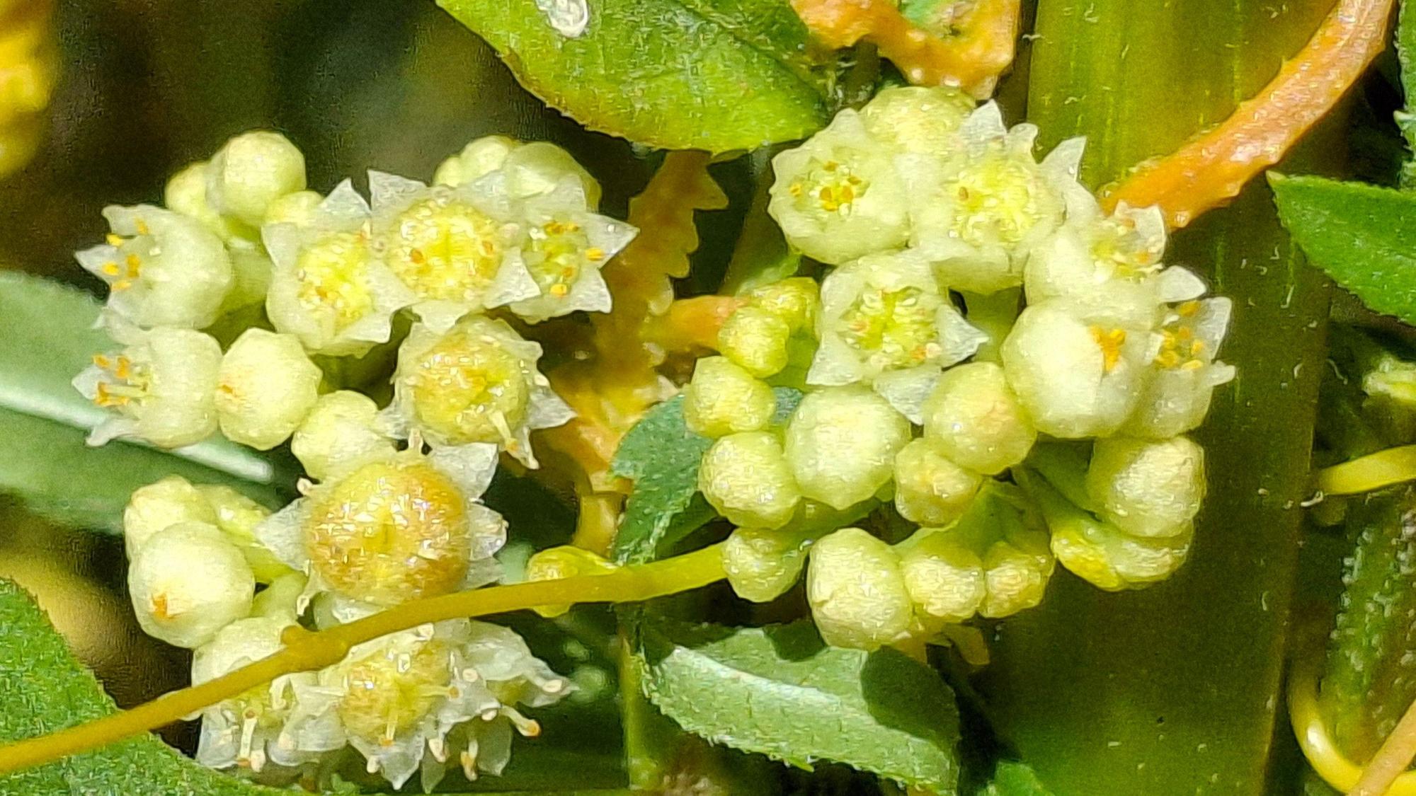 Das Foto zeigt eine Nahaufnahme der Nordamerikanischen Seide (Cuscuta campestris)