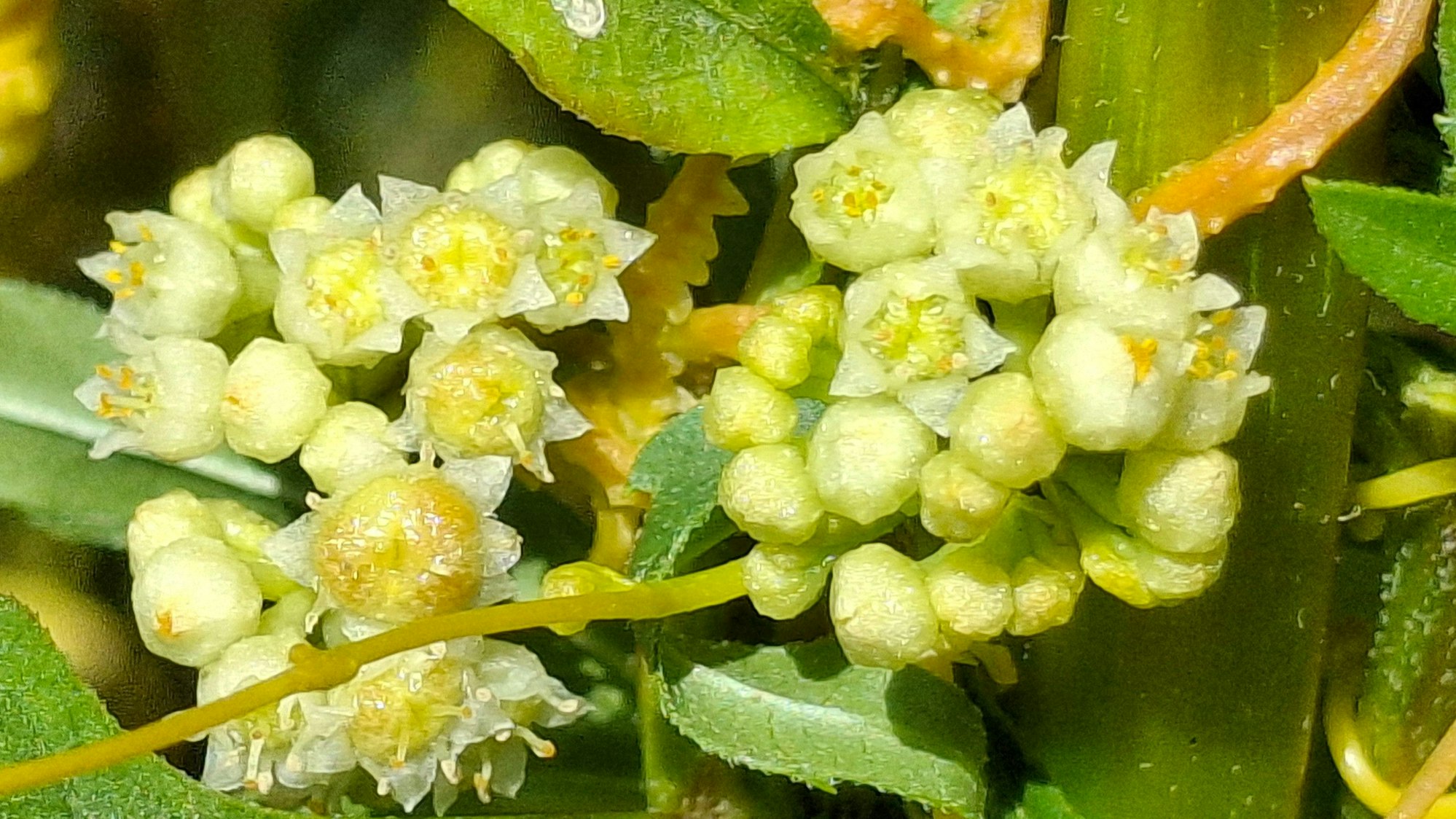 Das Foto zeigt eine Nahaufnahme der Nordamerikanischen Seide (Cuscuta campestris)