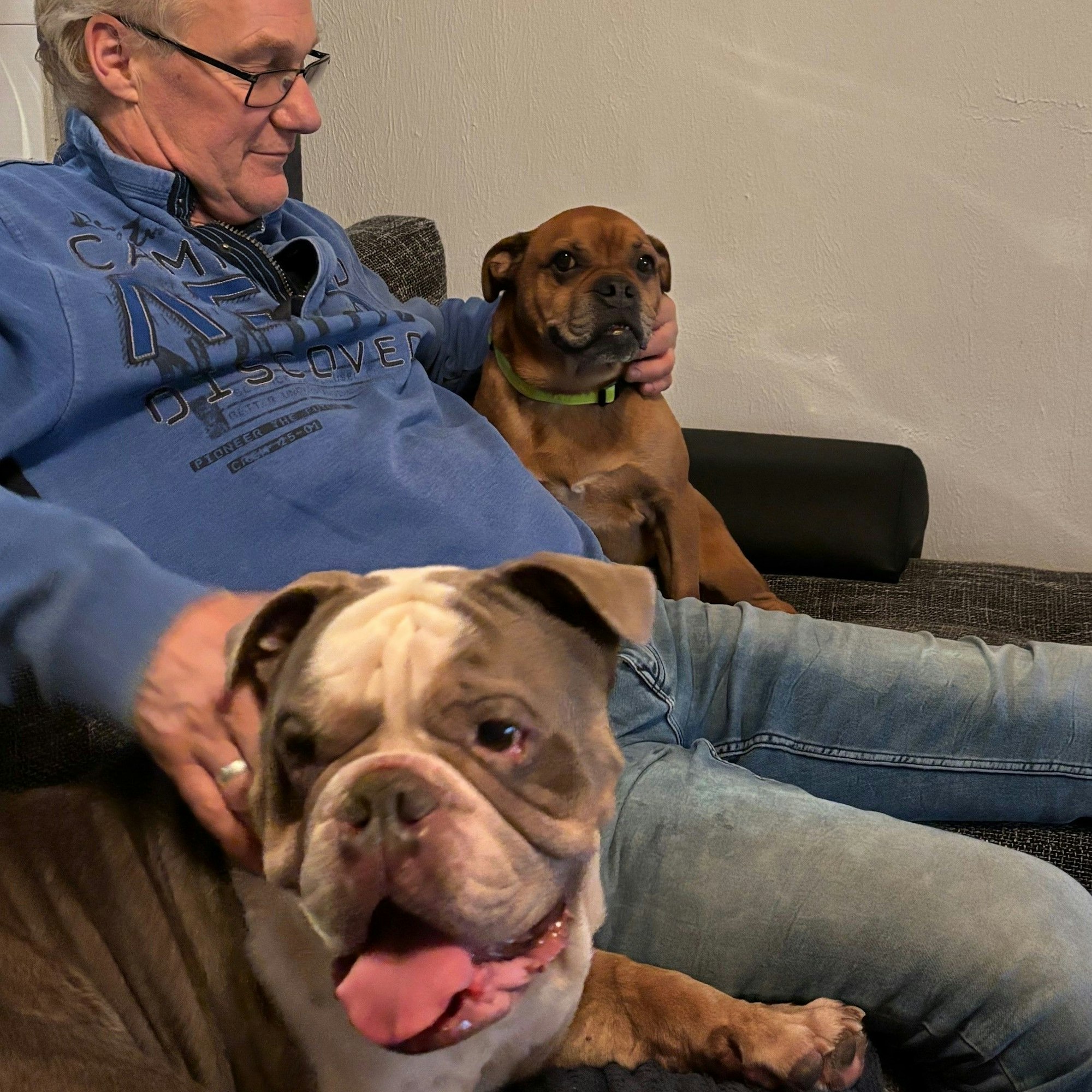 Zwei Bulldoggen aus dem Tierheim haben neue Besitzer gefunden.