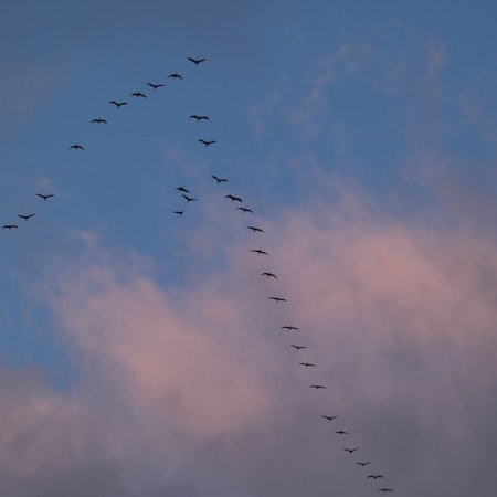 Kraniche, die in der typischen V-Formation fliegen, sind am Himmel über Satzvey fotografiert worden.