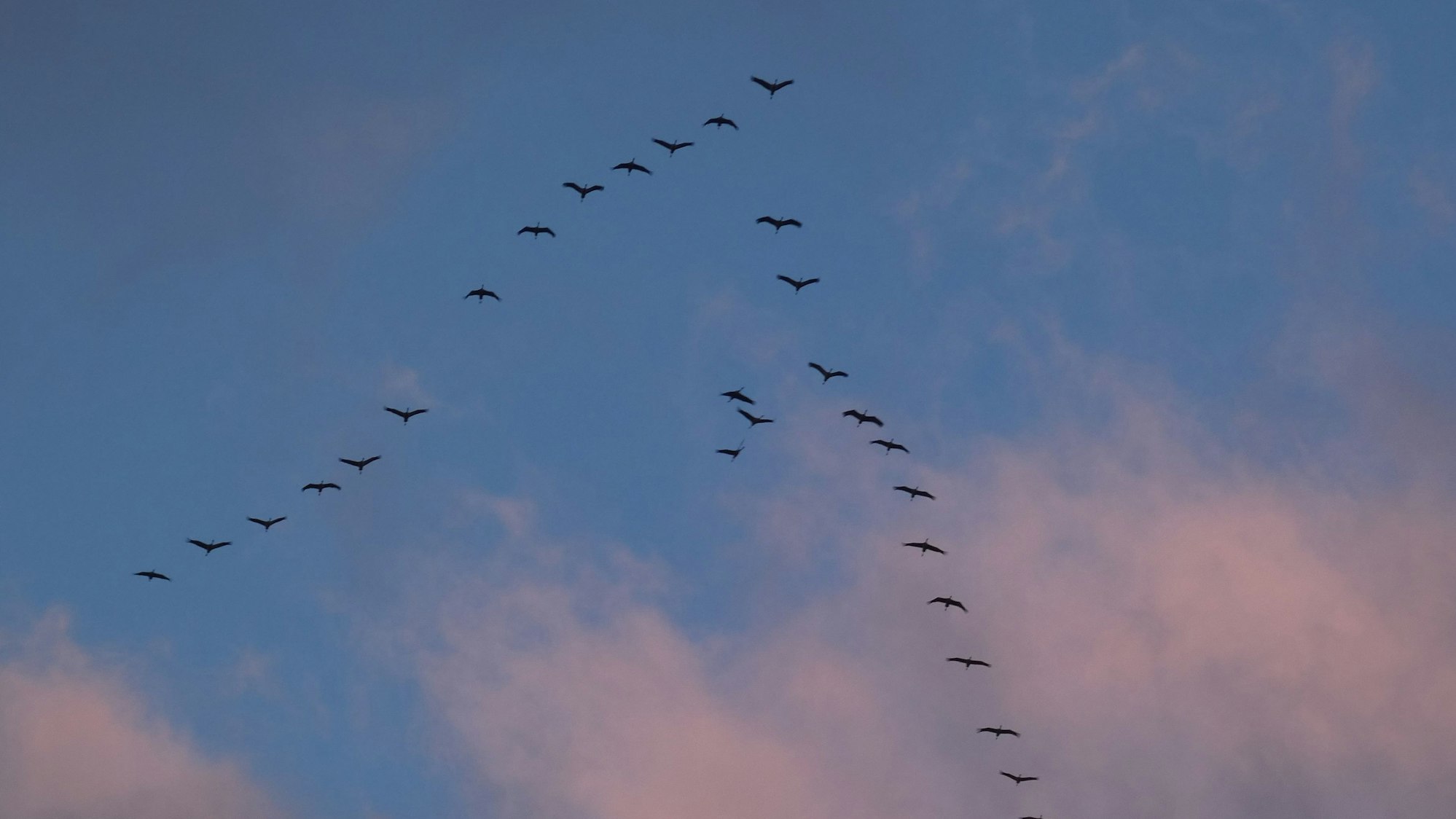 Kraniche, die in der typischen V-Formation fliegen, sind am Himmel über Satzvey fotografiert worden.