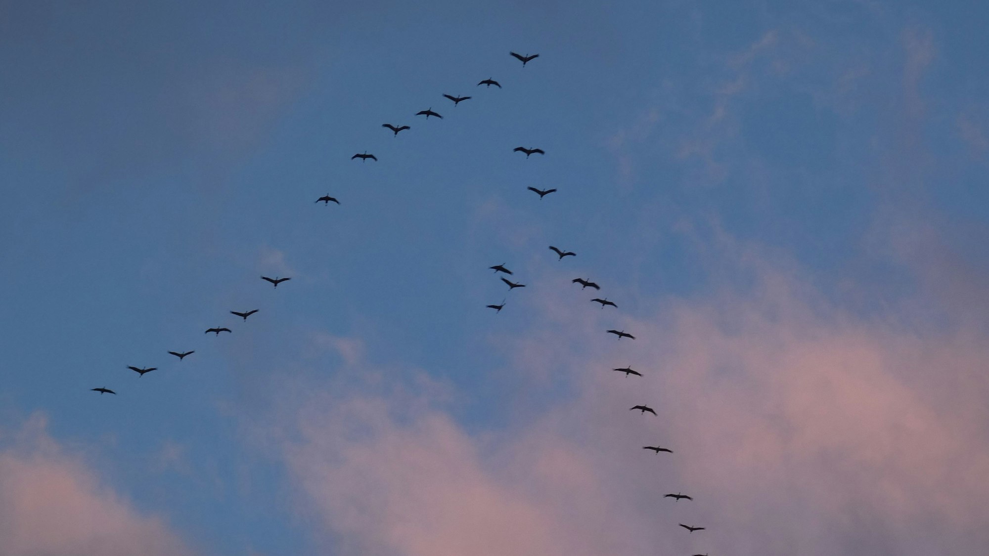Kraniche, die in der typischen V-Formation fliegen, sind am Himmel über Satzvey fotografiert worden.