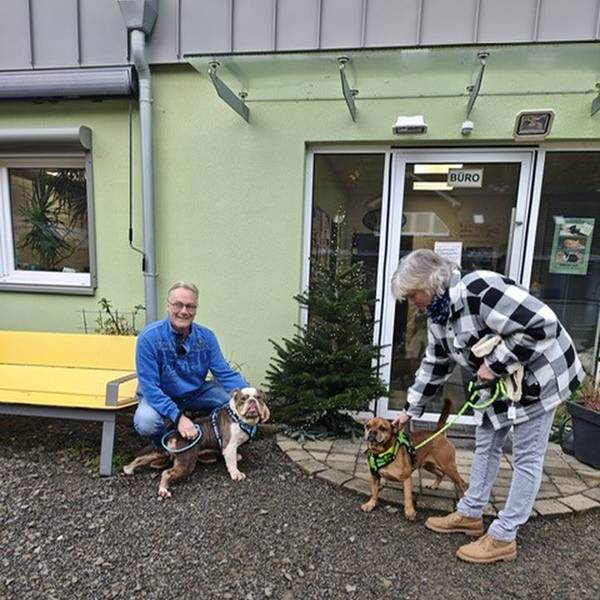 Zwei Bulldoggen aus dem Tierheim haben neue Besitzer gefunden.