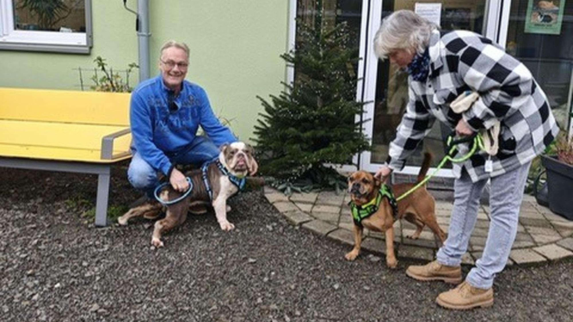 Zwei Bulldoggen aus dem Tierheim haben neue Besitzer gefunden.