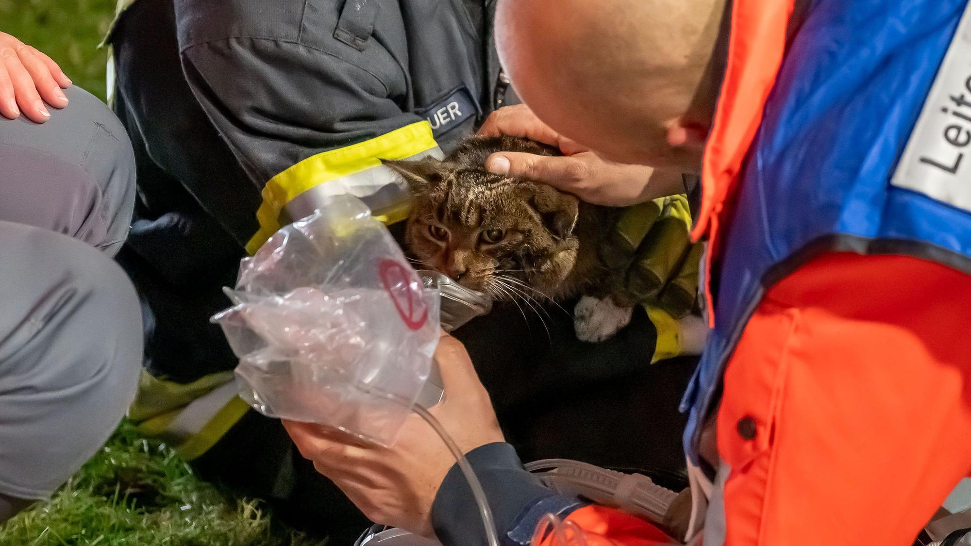 Ein Rettungssanitäter gibt einer Katze Sauerstoff.