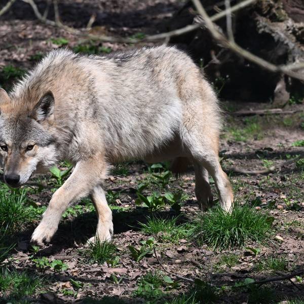 Wolf in einem Gehege im Wildparadies Tripsdrill. Im Westerwald wurden mehrere Schafe möglicherweise von einem Wolf gerissen.