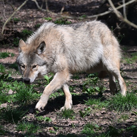 Wolf in einem Gehege im Wildparadies Tripsdrill. Im Westerwald wurden mehrere Schafe möglicherweise von einem Wolf gerissen.