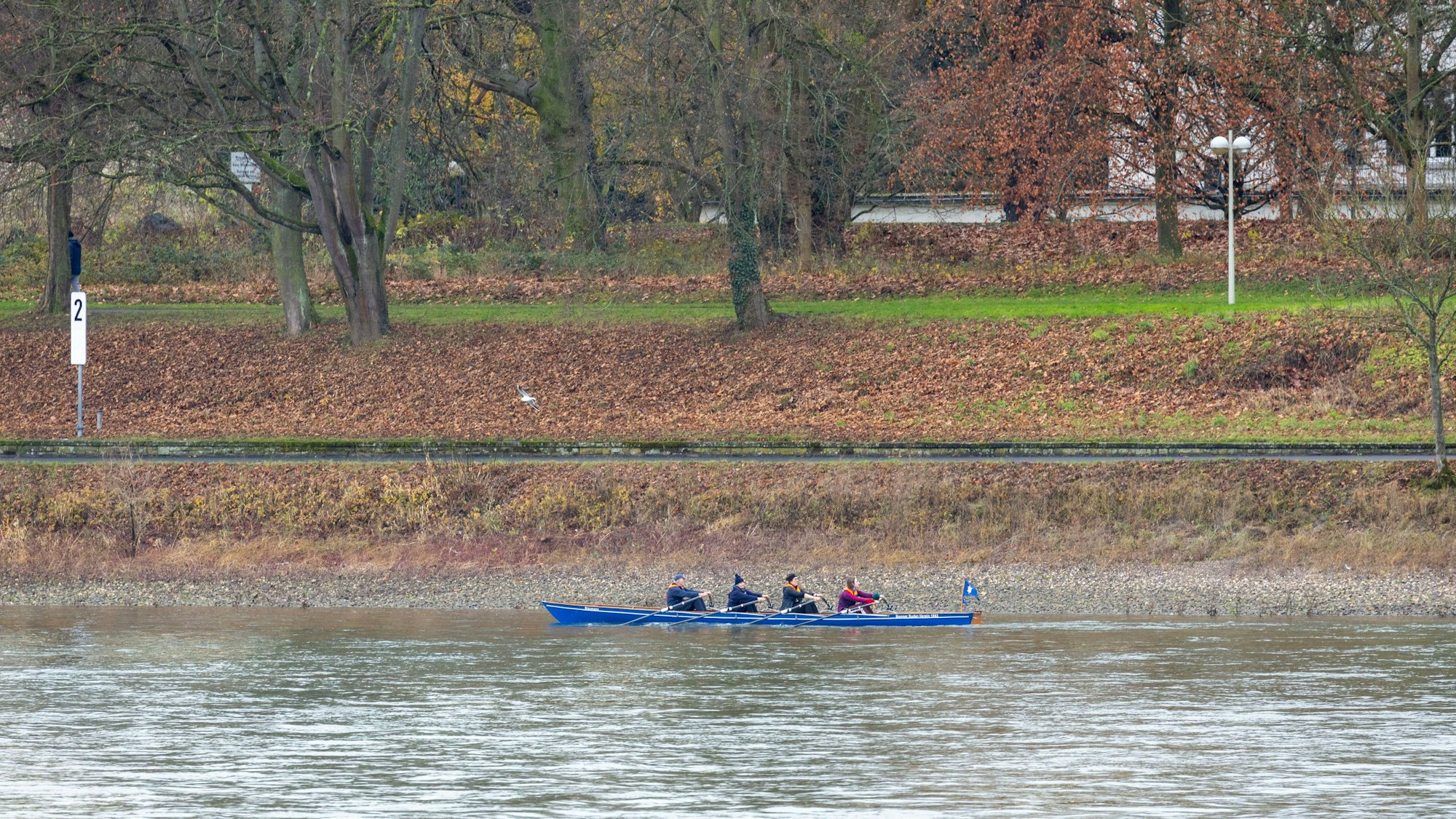 Ruderer sind auf dem Rhein unterwegs. (Symbolbild)