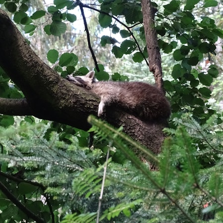 Ein Waschbär liegt flach auf einem großen Ast und schläft.