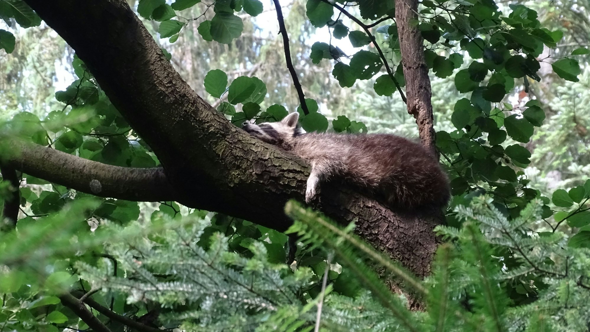 Ein Waschbär liegt flach auf einem großen Ast und schläft.