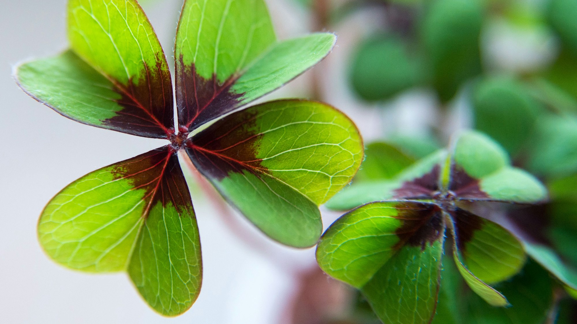 Silvester steht vor der Tür und wir wünschen uns, dass das Glück im neuen Jahr bleibt. (Symbolbild)
