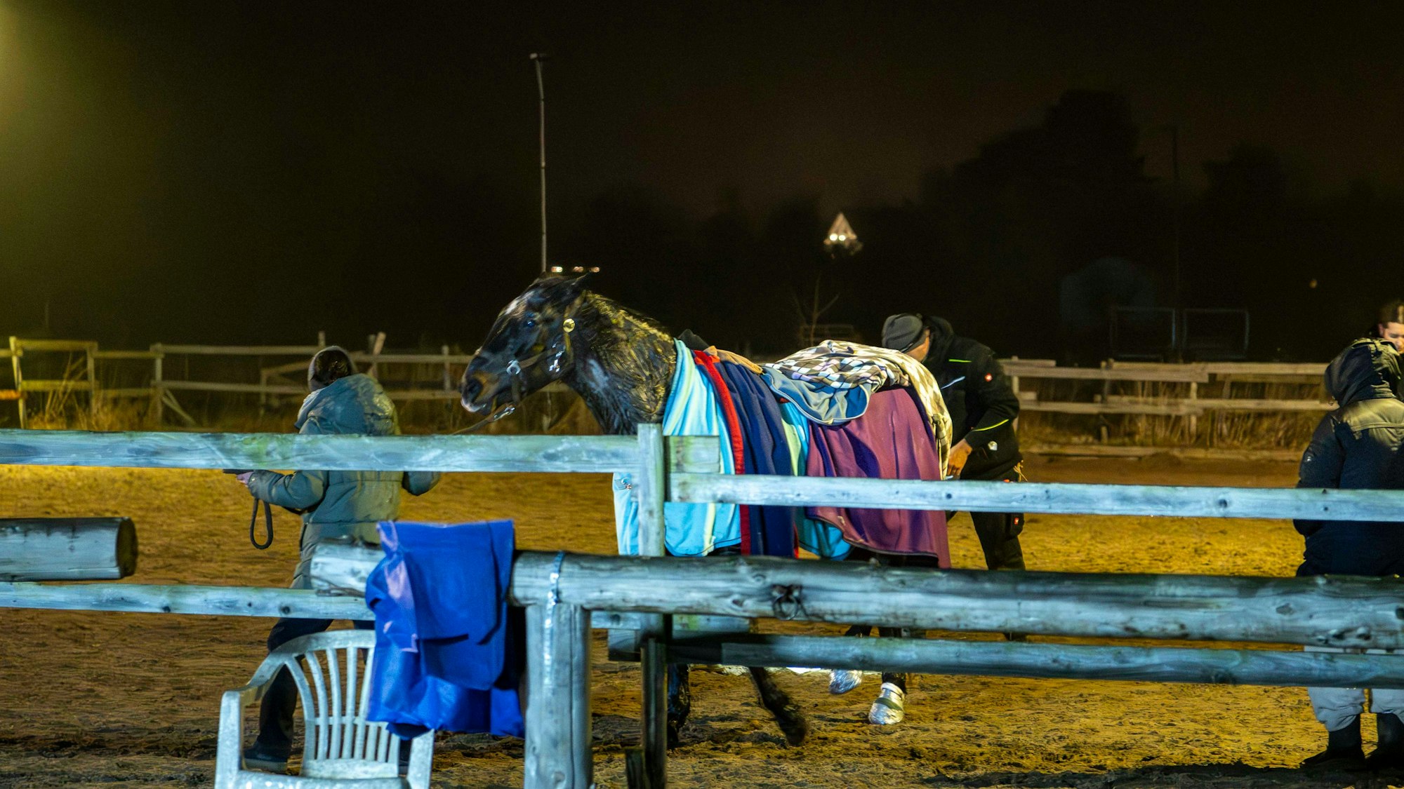 Das Bild zeigt das Pferd auf dem Paddock, während es von seiner Besitzerin geführt wird.