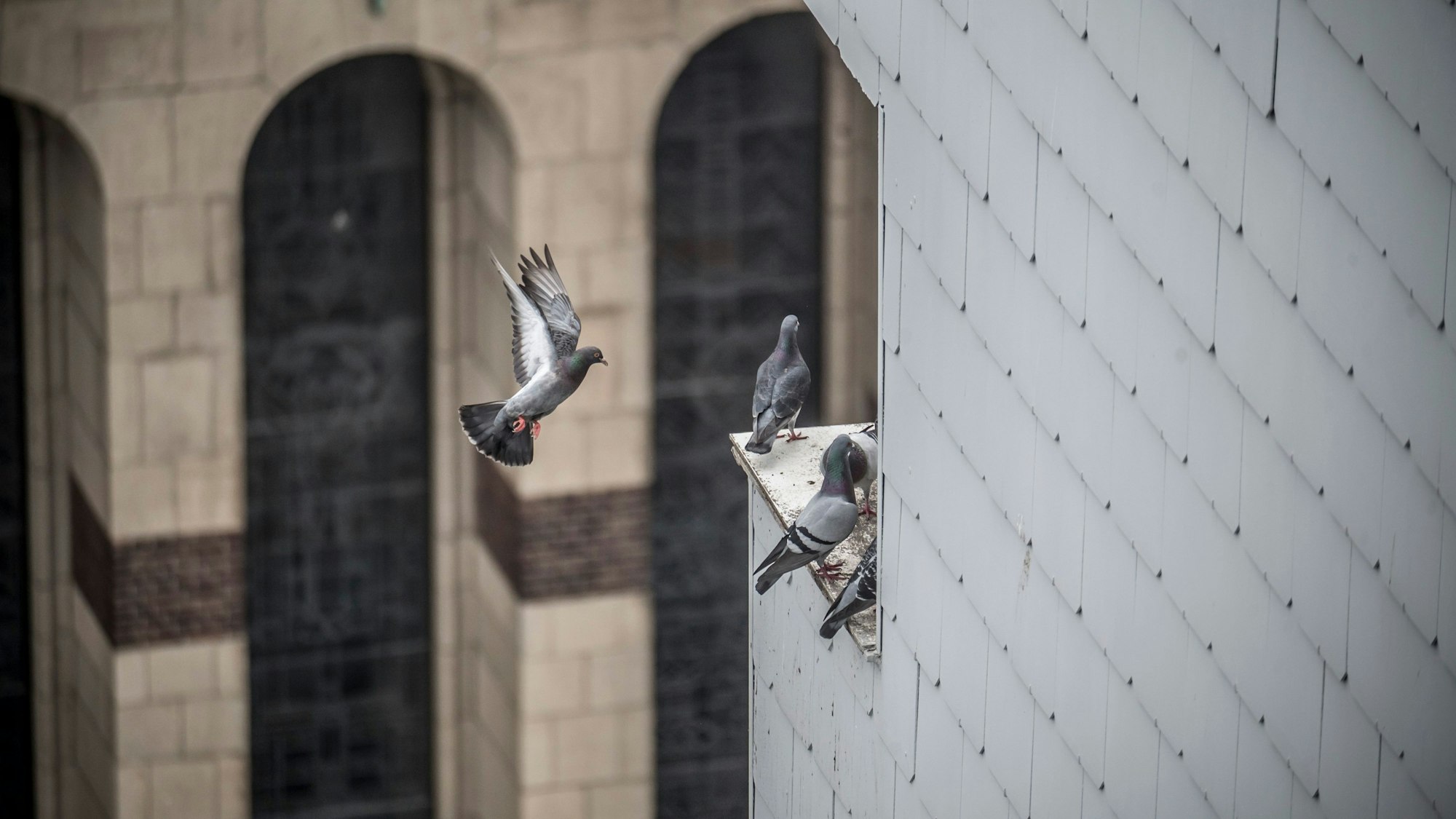Taube an einer Wiesdorfer Kirche.