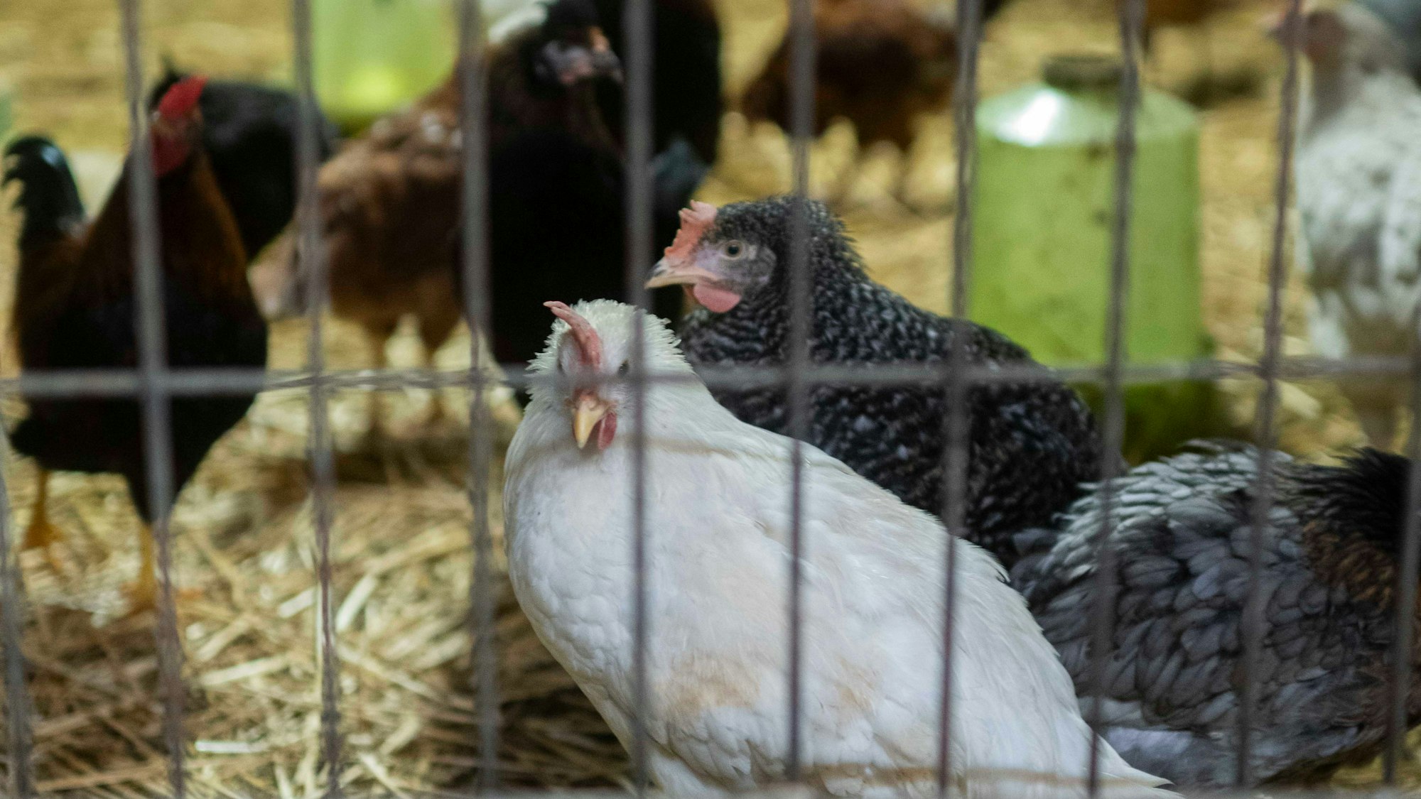 Hühner stehen auf Stroh in einem Stall eines landwirtschaftlichen Betriebs.