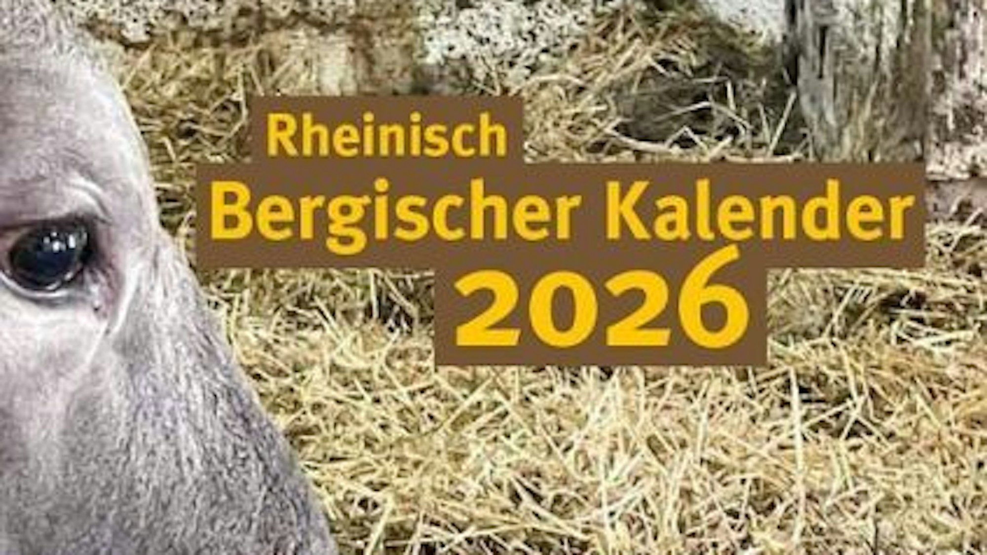 Die Schnauze eines Pferdes vor einem mit Stroh bedeckten Stall ist zu sehen.