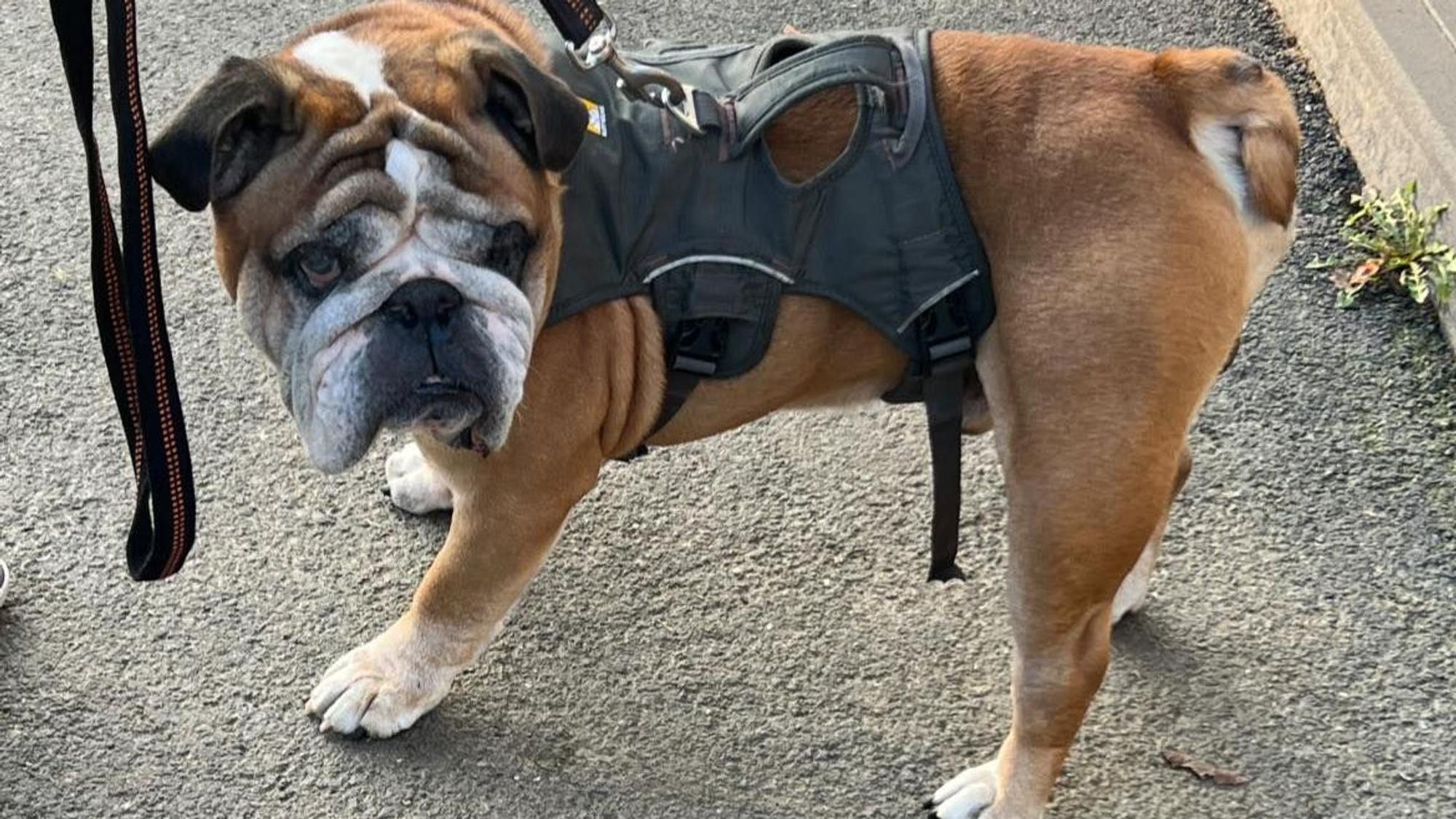 Auf dem Bild ist eine Bulldogge zu sehen.
