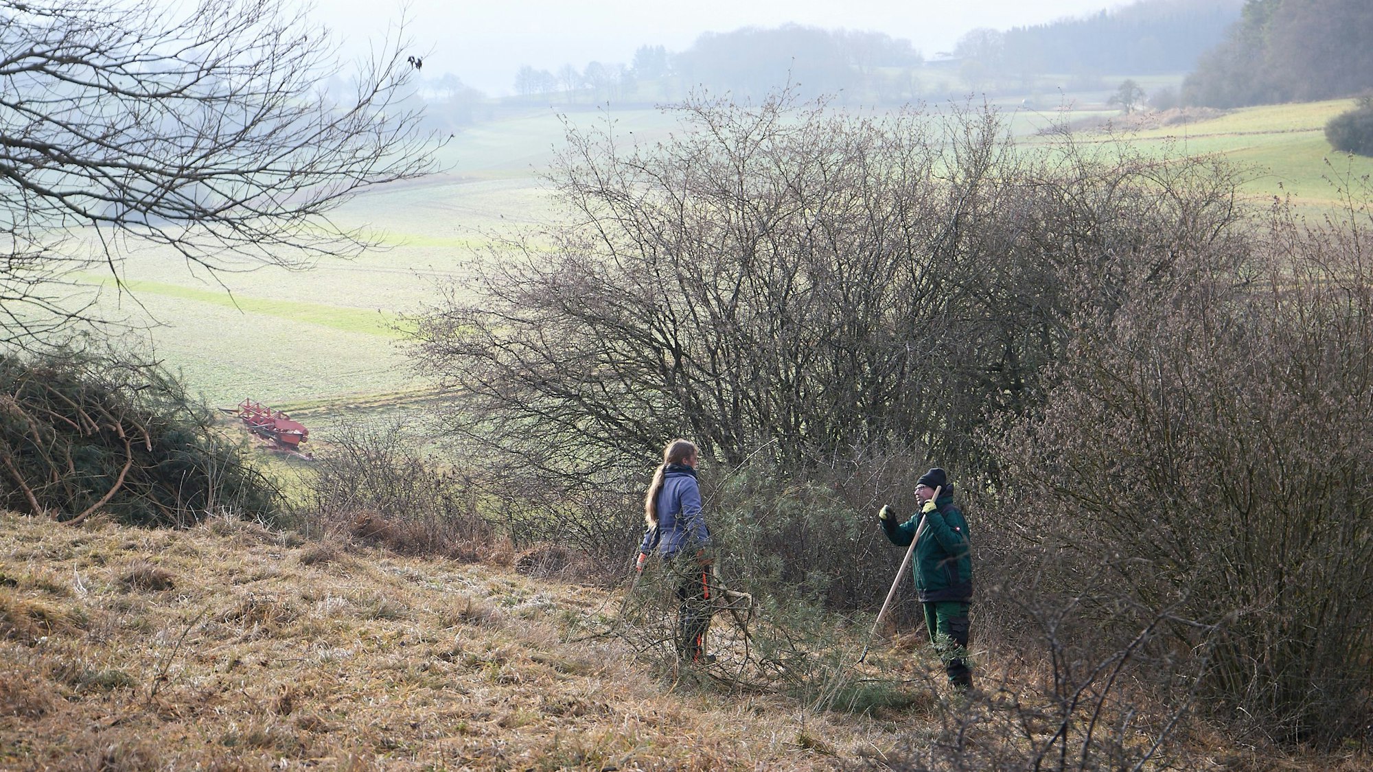 Zwei Personen sind dabei, Sträucher zu roden.