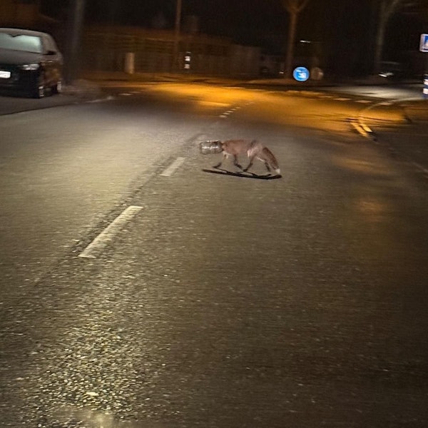 Ein Fuchs mit einem Plastikbehälter über dem Kopf läuft über eine Straße.