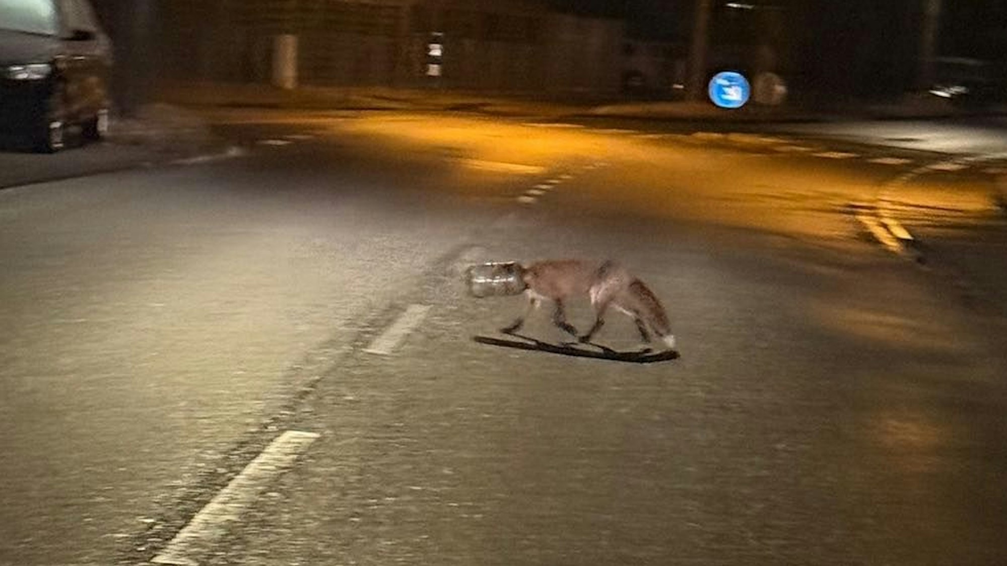 Ein Fuchs mit einem Plastikbehälter über dem Kopf läuft über eine Straße.