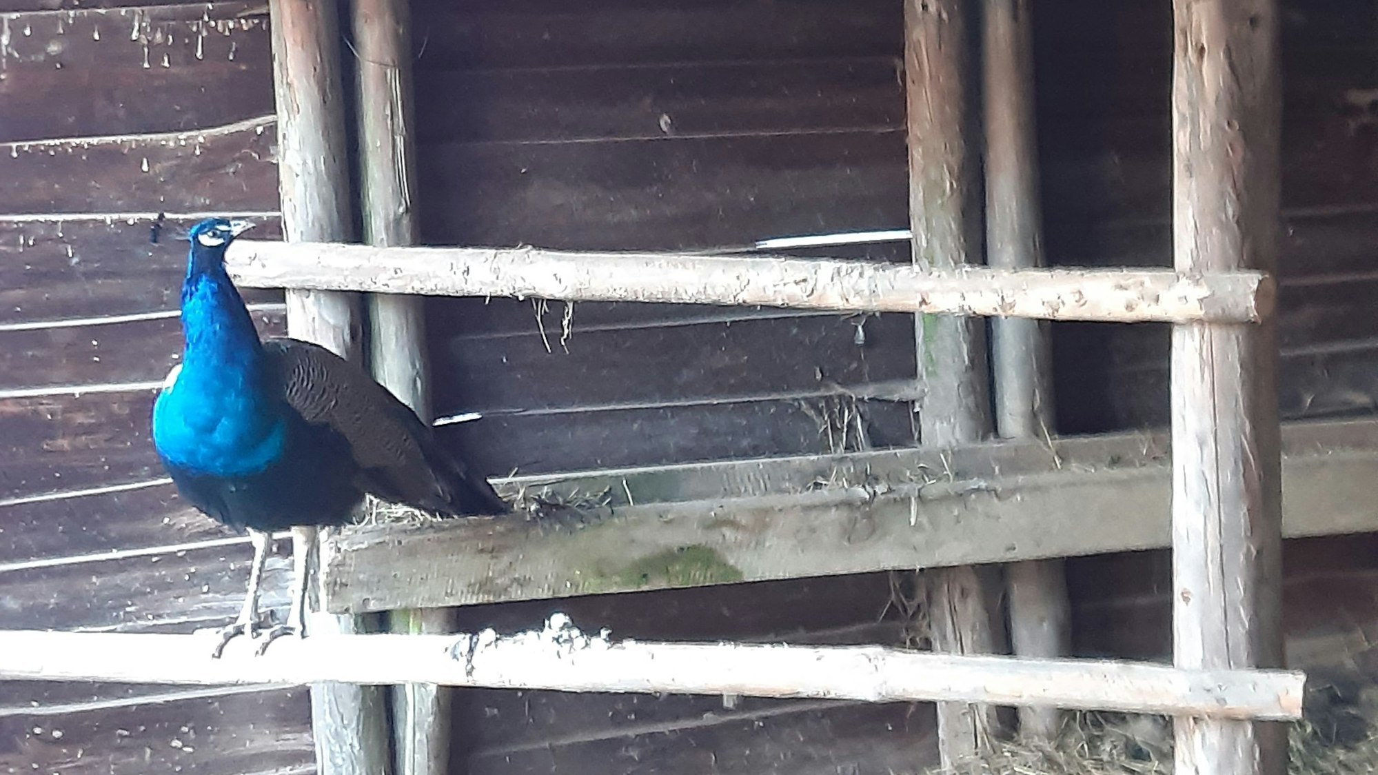 Ein Pfau in einem Stall.