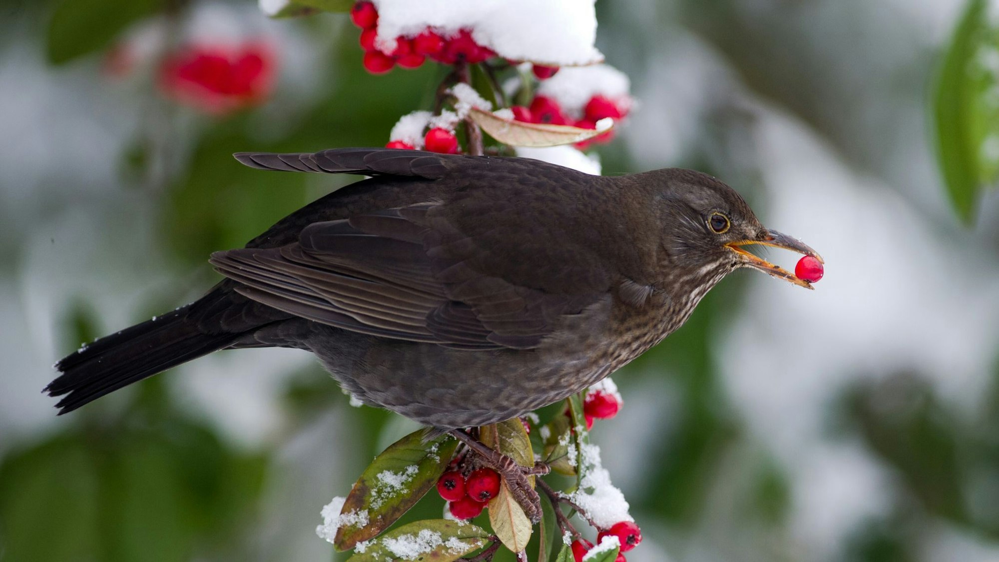 Eine Amsel sitzt auf einem Vogelbeerenstrauch, mit einer Beere im Schnabel. Fruchttragende Pflanzen liefern Vögeln auch im Winter Energie.