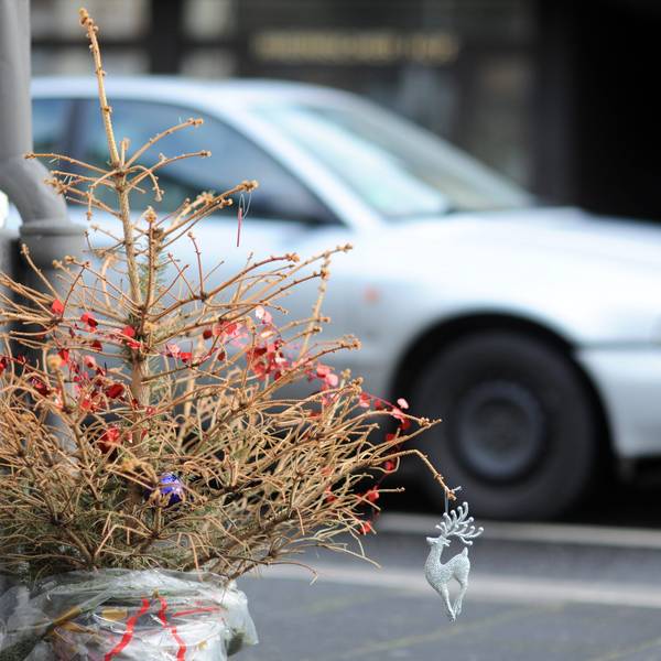Brühl, Tannenbäume werden abgeholt, doch nicht jeder wird mitgenommen, die Bäume müssen abgeschmückt werden. Weihnachten, Weihnachtsbäume, Müllabfuhr, Stadtwerke Brühl, Straßenreinigung,