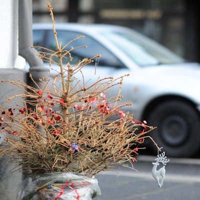 Brühl, Tannenbäume werden abgeholt, doch nicht jeder wird mitgenommen, die Bäume müssen abgeschmückt werden. Weihnachten, Weihnachtsbäume, Müllabfuhr, Stadtwerke Brühl, Straßenreinigung,