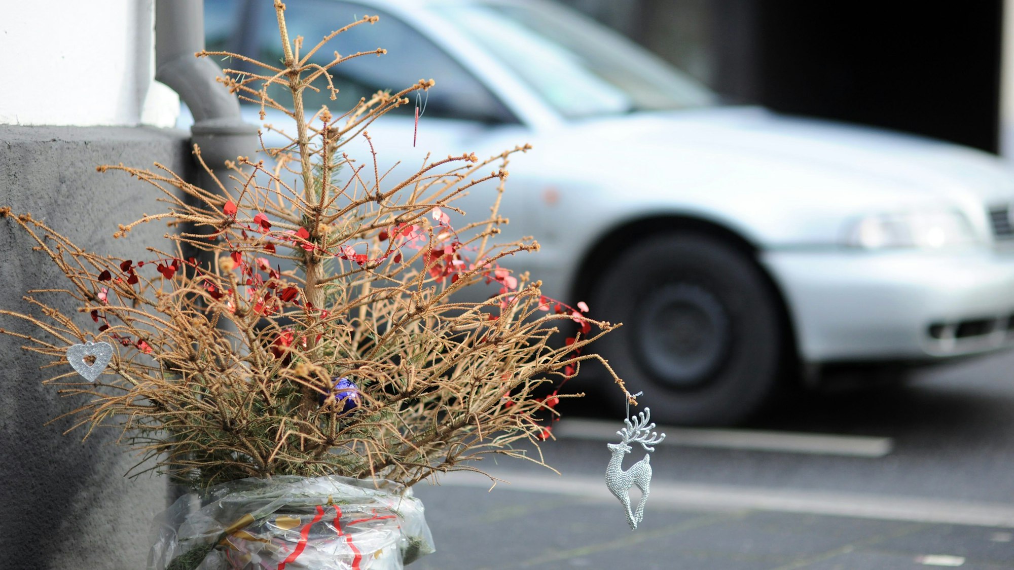 Brühl, Tannenbäume werden abgeholt, doch nicht jeder wird mitgenommen, die Bäume müssen abgeschmückt werden. Weihnachten, Weihnachtsbäume, Müllabfuhr, Stadtwerke Brühl, Straßenreinigung,