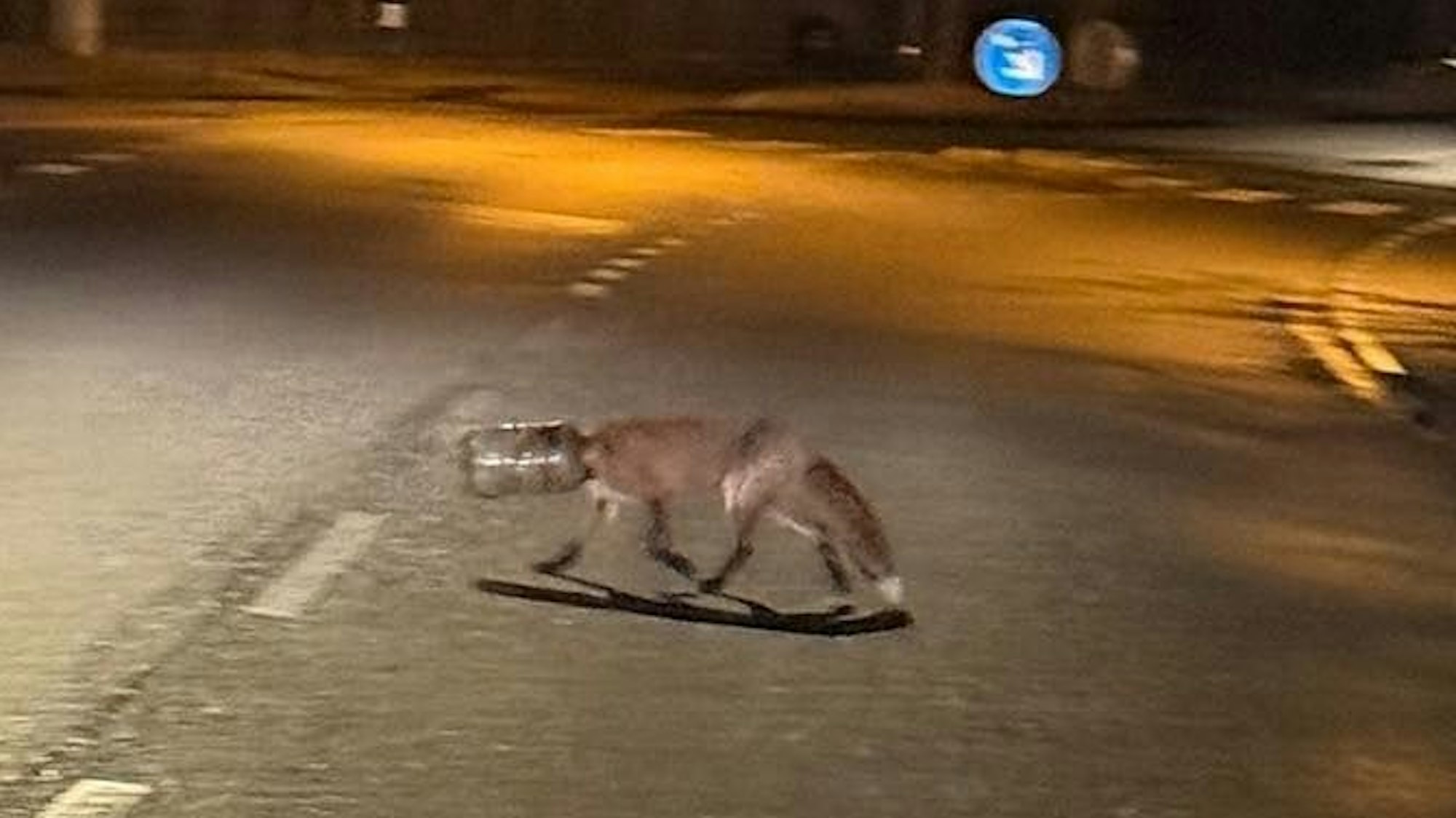 Ein Fuchs, dessen Kopf in einem Plastikbehälter steckt, läuft über eine Straße.
