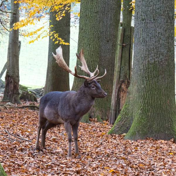 Ein Hirsch im Wald.