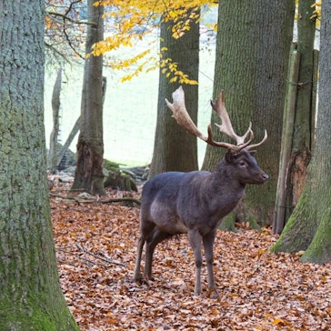 Ein Hirsch im Wald.