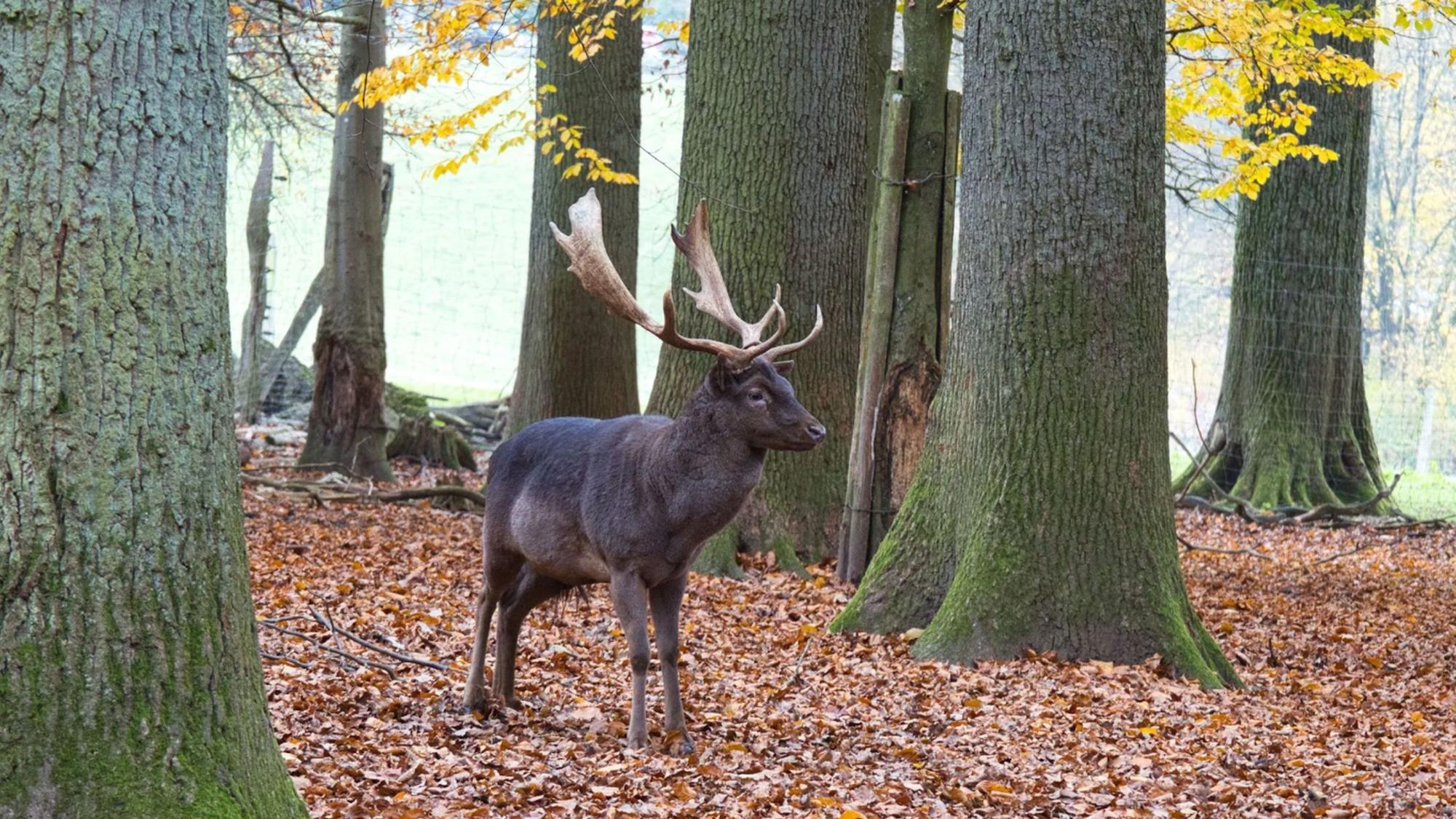 Ein Hirsch im Wald.