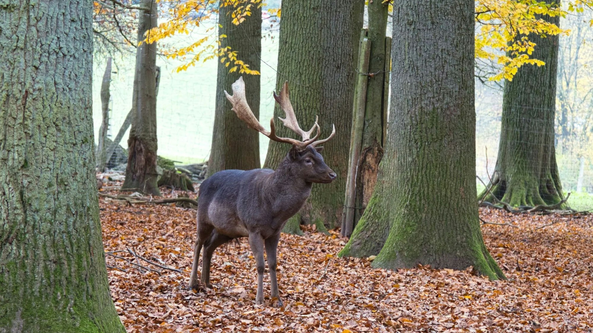 Ein Hirsch im Wald.