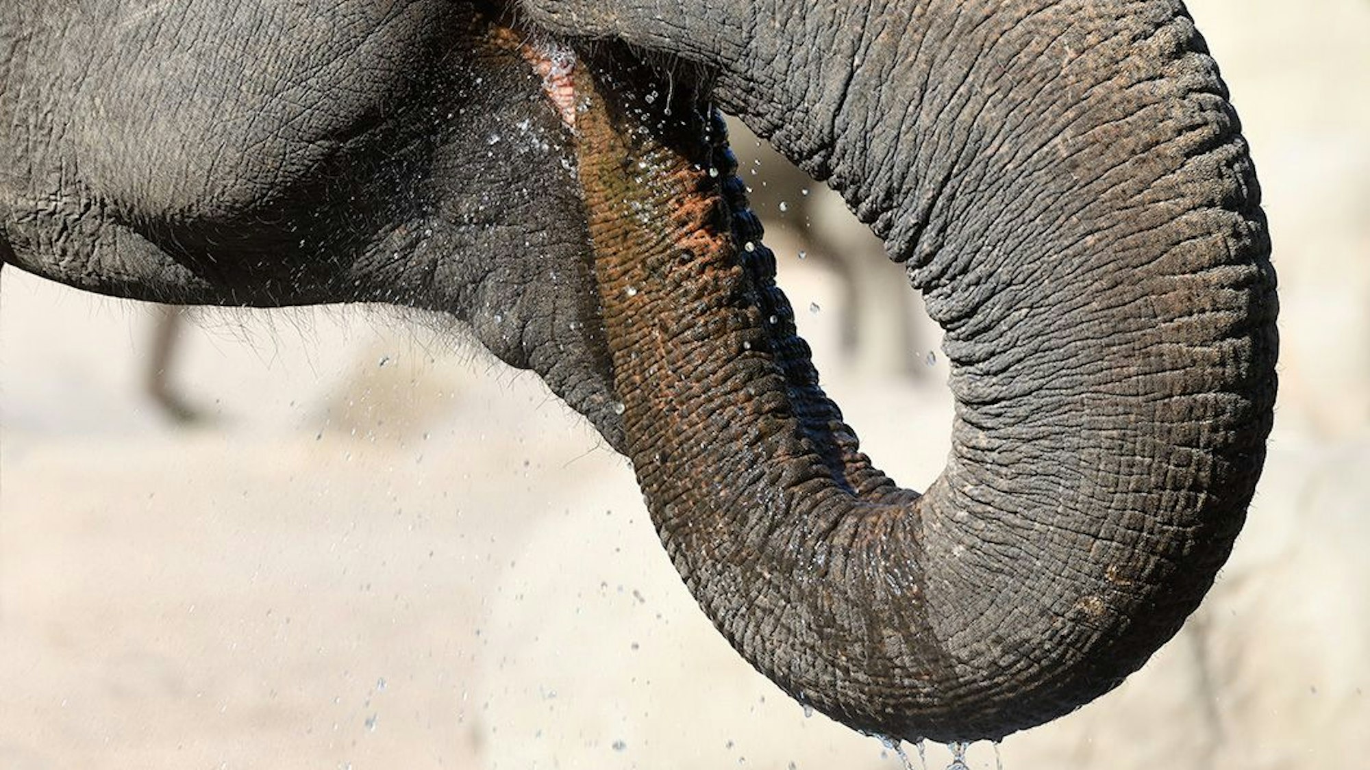 Rüssel eines Elefanten.