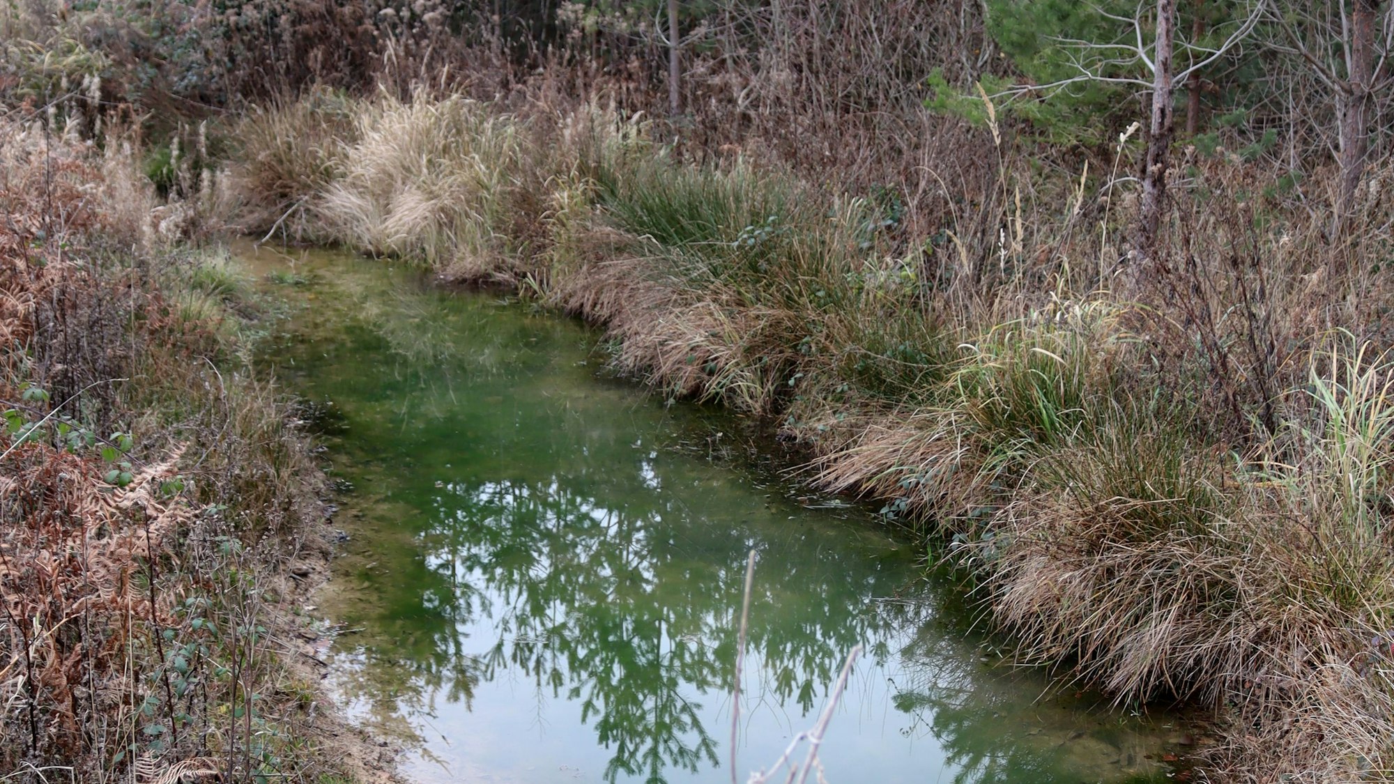 Mit Tümpeln fängt die Stadt Bad Münstereifel Wasser aus dem Wald auf, das sonst in Richtung Arloff fließen würde.