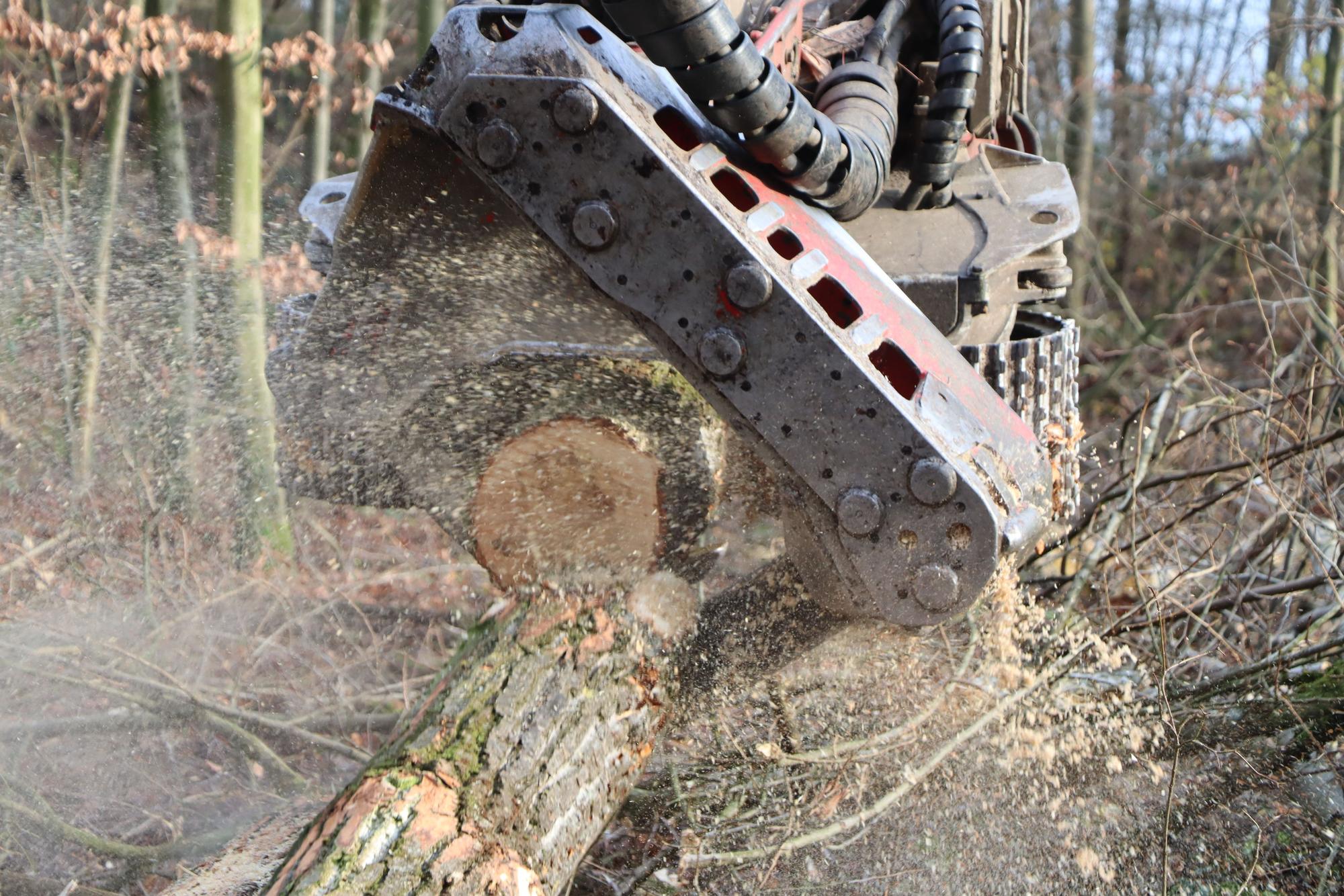 Ein Harvester schneidet Holz.