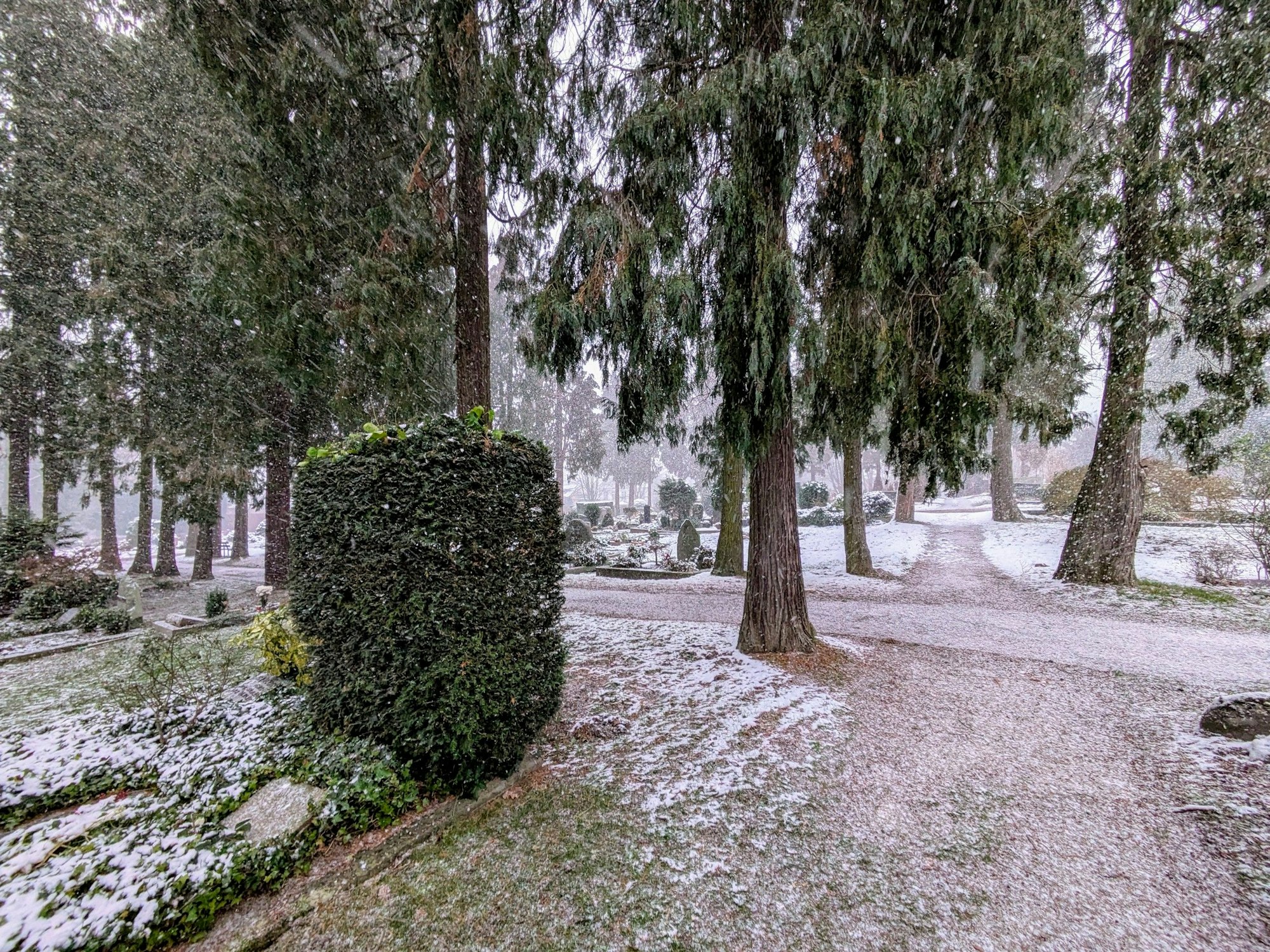 Scheinzypressen auf dem Friedhof Bergisch Neukirchen