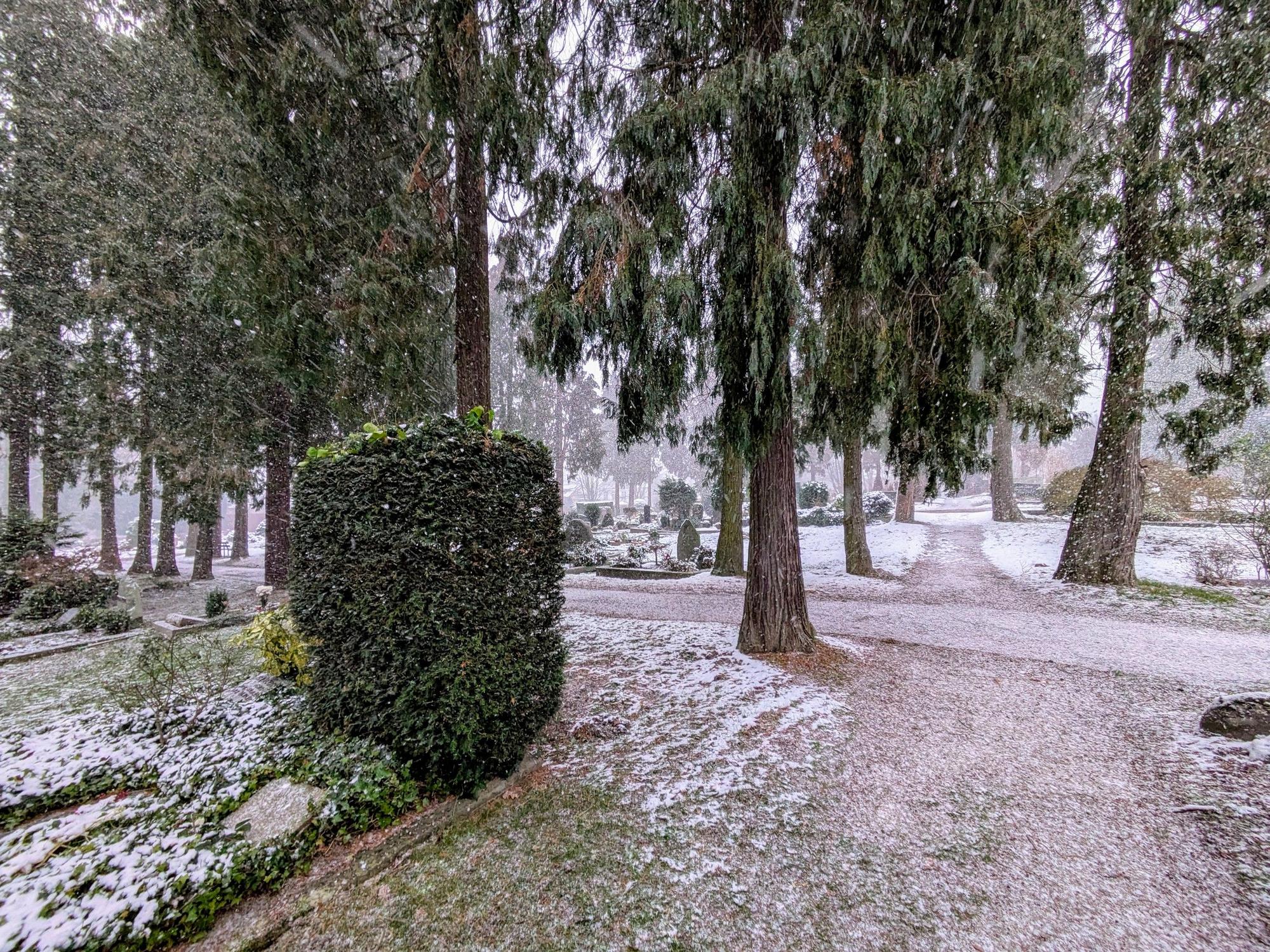 Scheinzypressen auf dem Friedhof Bergisch Neukirchen