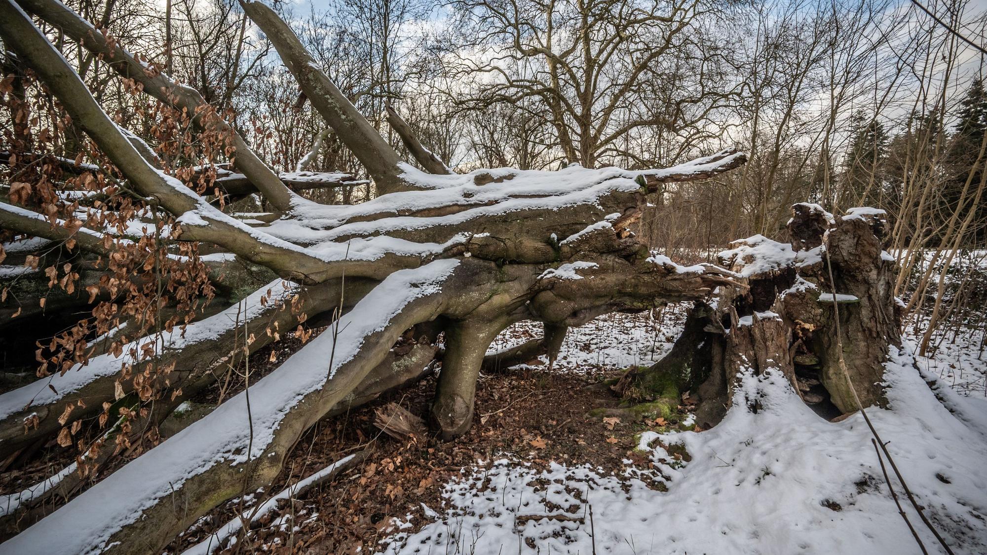 Die bekannte Blutbuche im äußeren Schlosspark von Morsbroich ist um Neujahr 2026 umgefallen. Sie könnte 251 Jahre alt sein, denn der Park wurde 1775 angelegt. Bild: Ralf Krieger