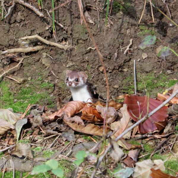 Ein Mauswiesel guckt aus einem Erdloch hervor.