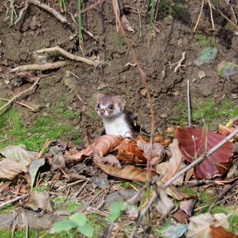 Ein Mauswiesel guckt aus einem Erdloch hervor.