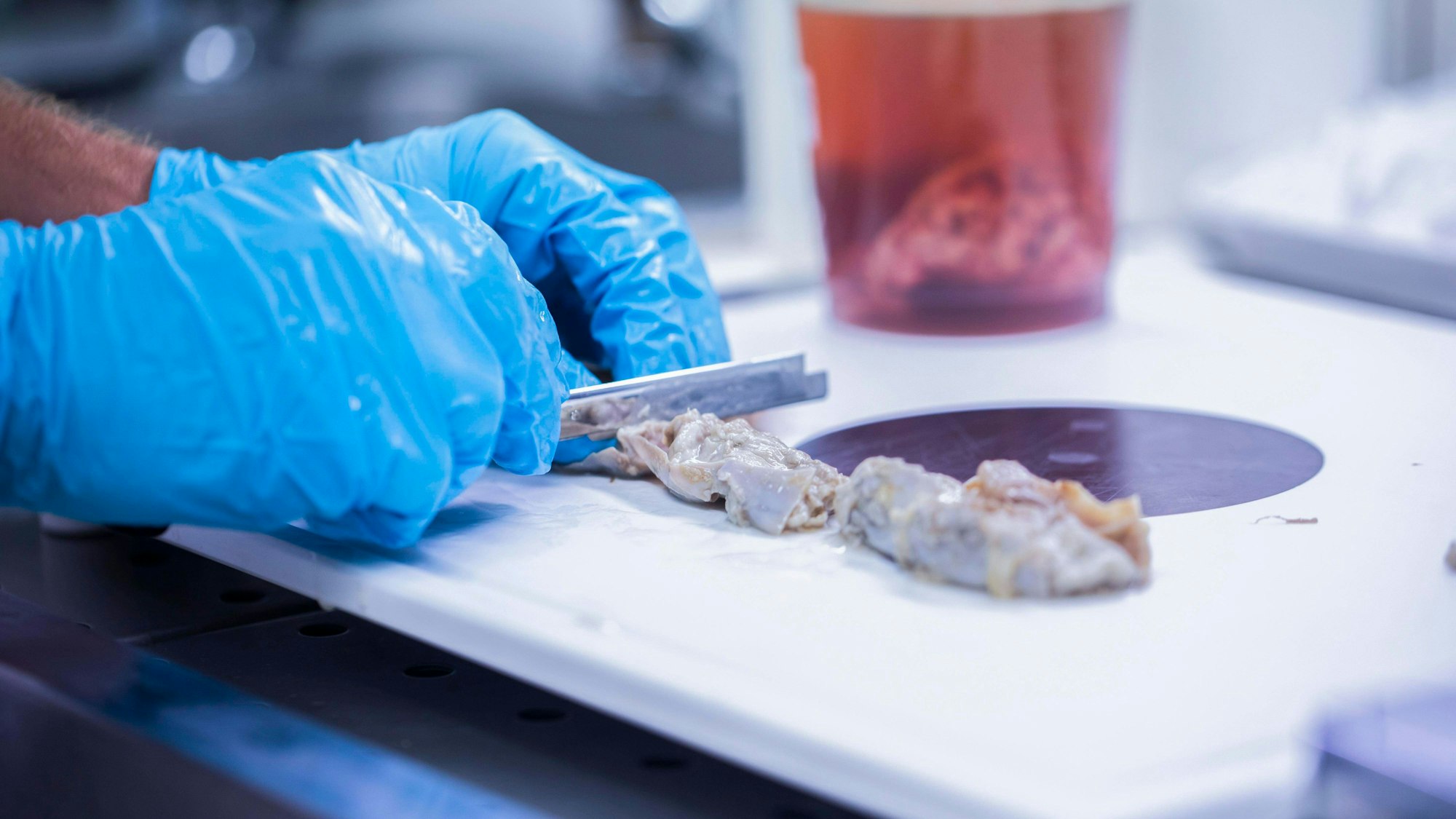 Eine Probe aus einer Lebensmittel-Kontrolle wird in einem Labor vorbereitet (Symbolfoto).