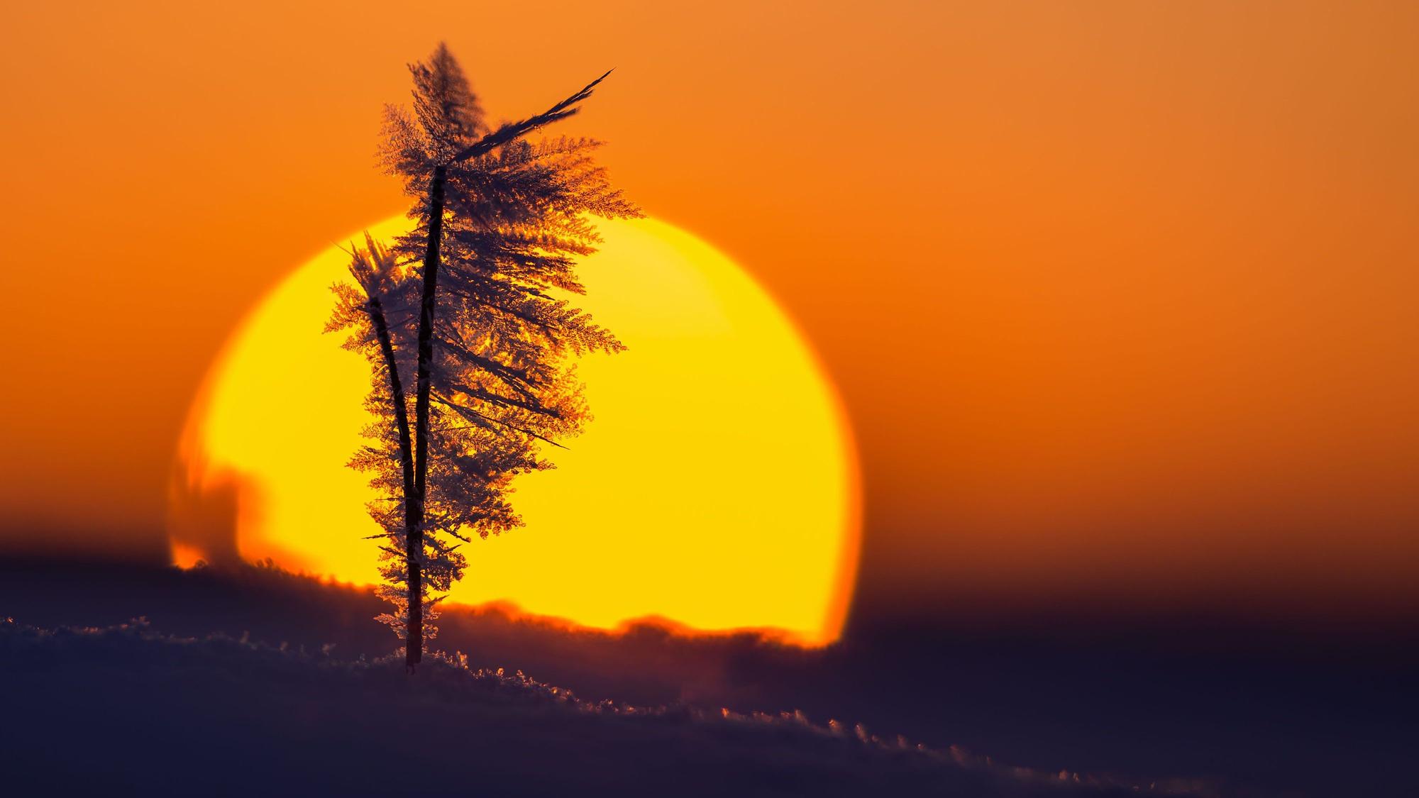 Im Licht der aufgehenden Sonne glitzert Raureif.
