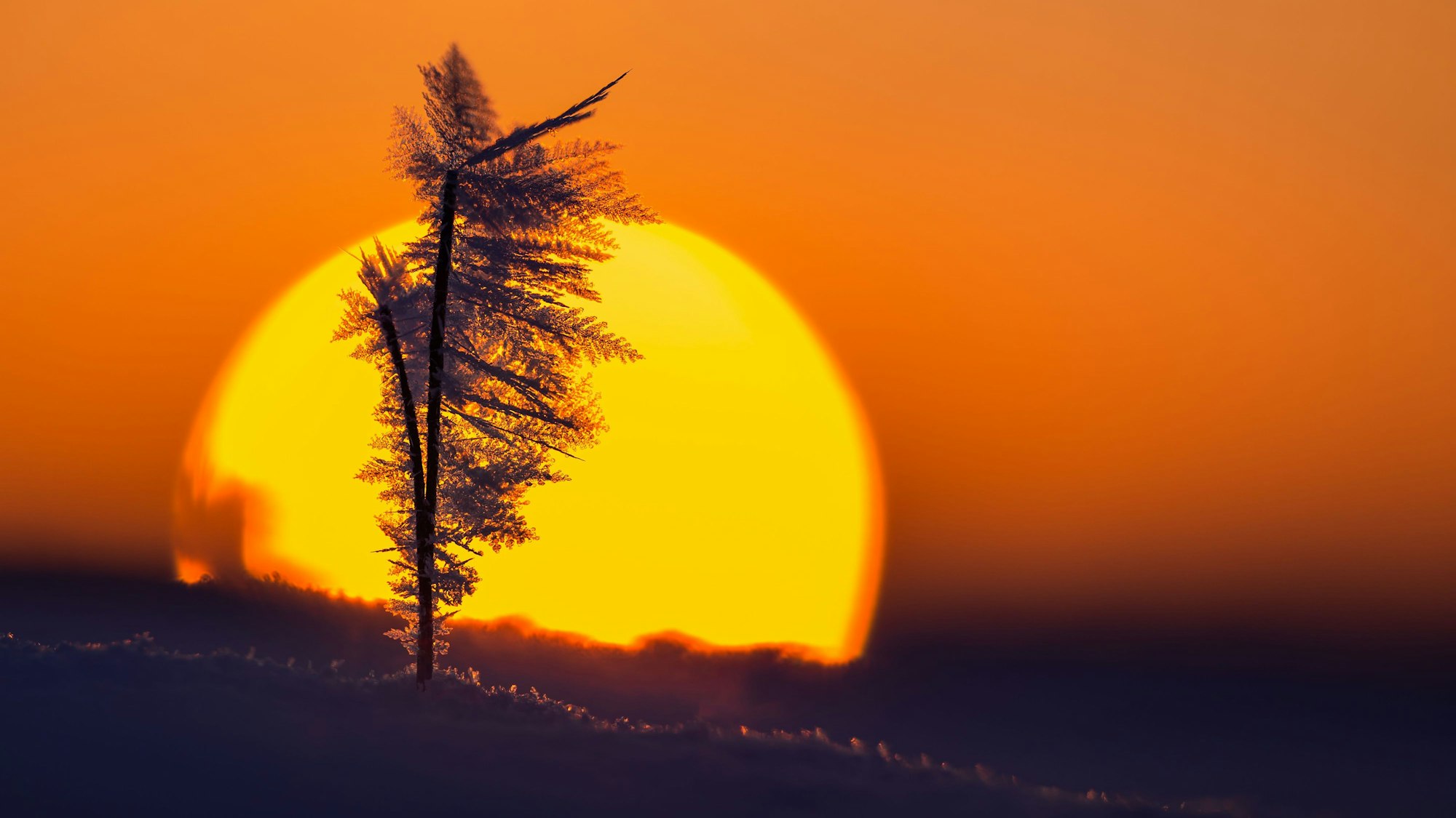 Im Licht der aufgehenden Sonne glitzert Raureif.