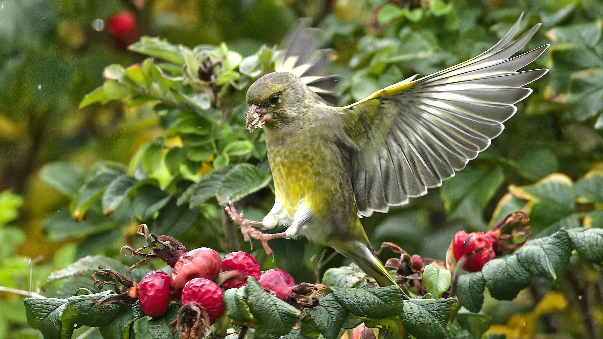 Ein Grünfink im Grünen.
