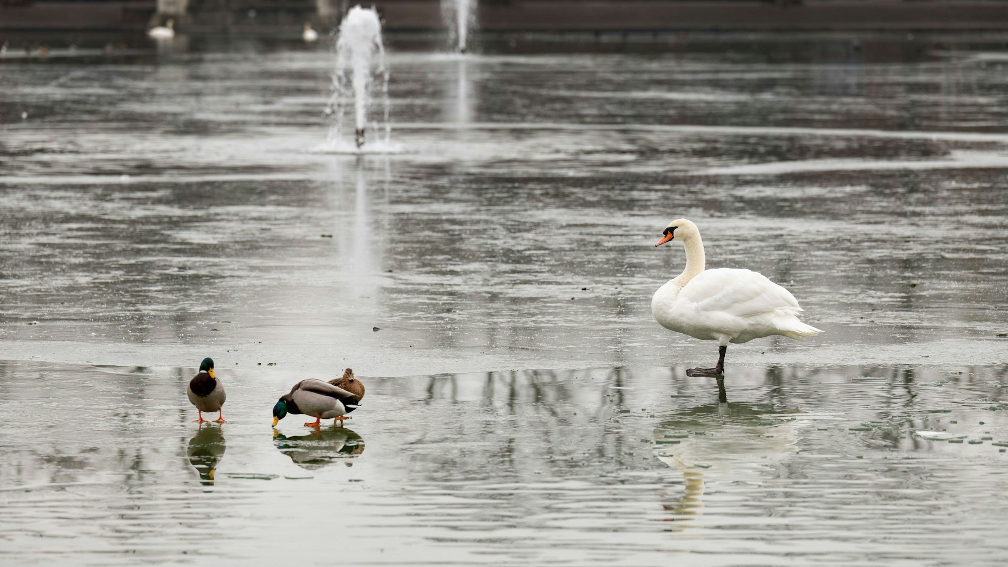 Enten und Schwan auf dem Eis am Aachener Weiher.