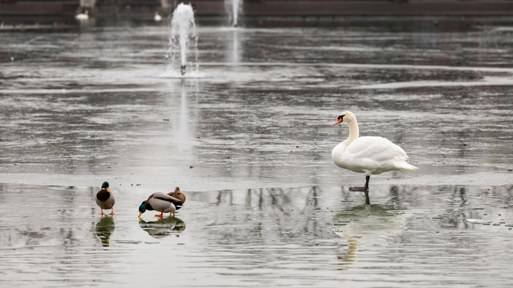 Enten und Schwan auf dem Eis am Aachener Weiher.