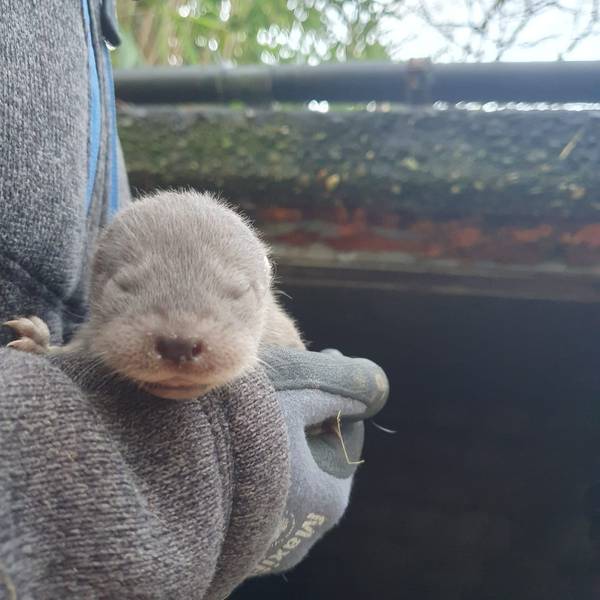 Im Wildpark Reuschenberg sind drei neue Fischotter zur Welt gekommen.